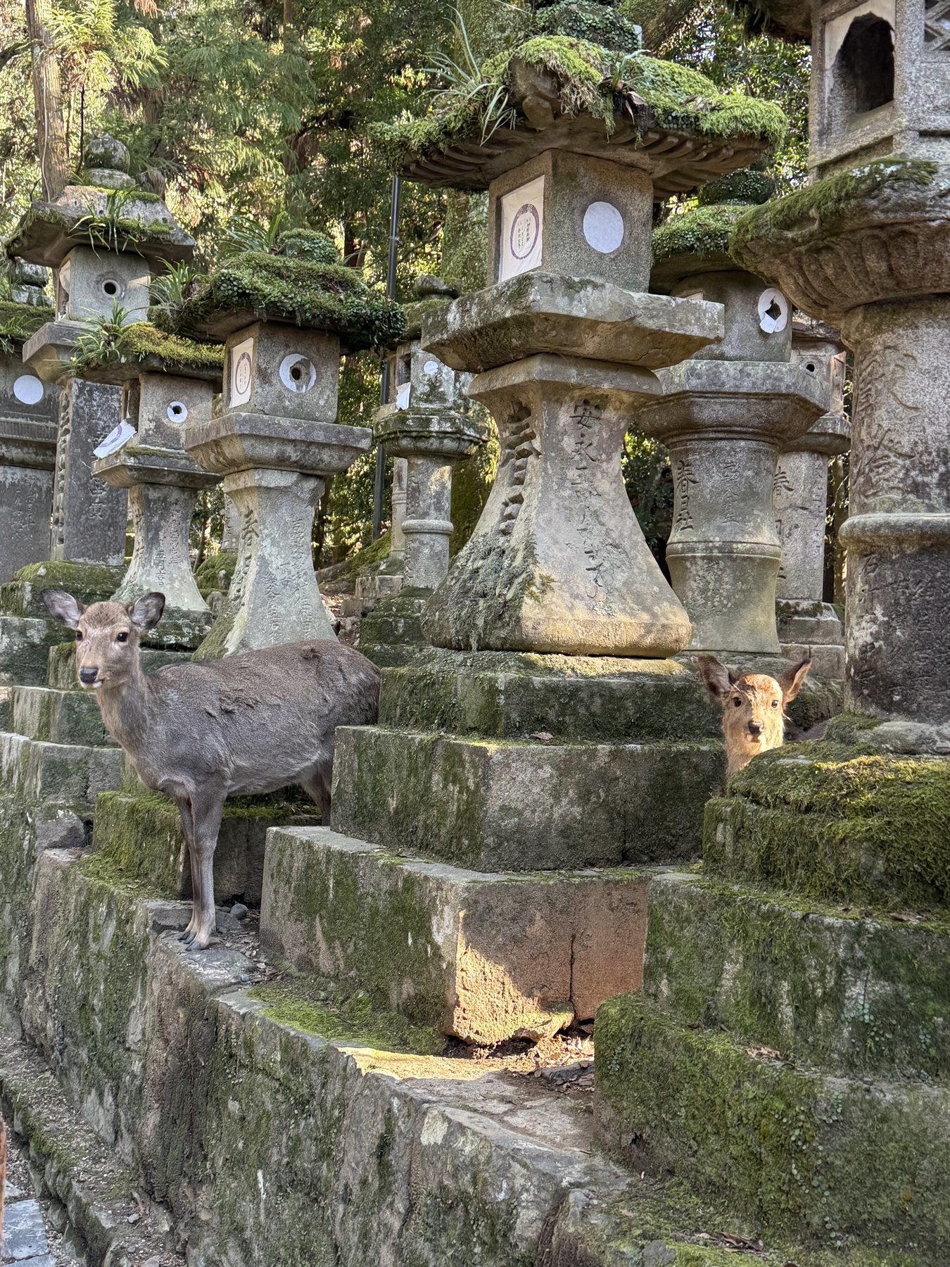 Stone lanterns at Kasuga-taisha.